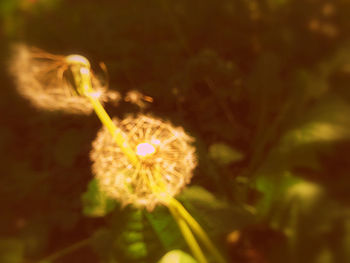 Close-up of dandelion flower on field