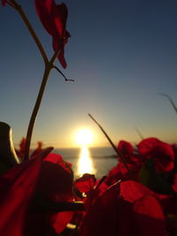 Close-up of red rose against sky during sunset