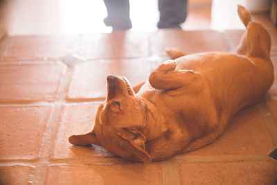 A dog lying down and looking up at its owner - frigiliana, a white city in andalusia, spain