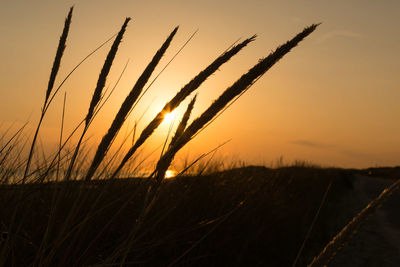 Close-up of fresh plants on field against sky at sunset