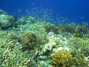 View of fish swimming in sea