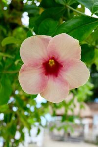 Close-up of pink flower blooming outdoors