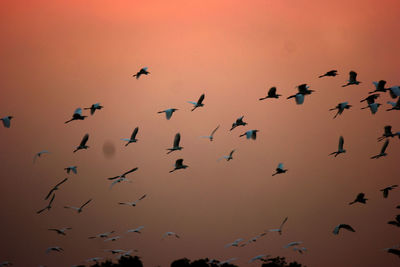 Low angle view of birds flying in sunset sky