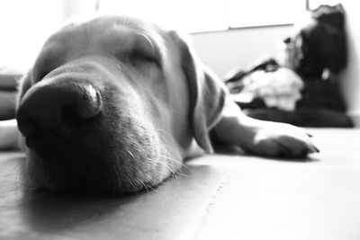 Close-up of a dog sleeping