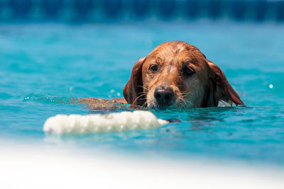 Portrait of dog swimming in pool