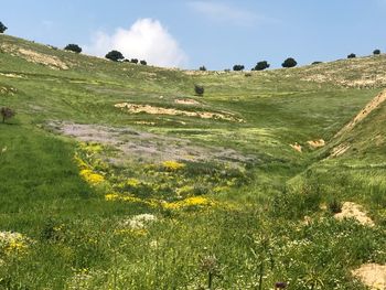 Scenic view of field against sky