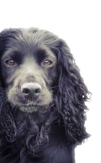 Close-up portrait of black dog against white background