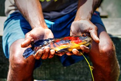Hands of man holding colorful fish