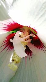 Close-up of pink flowers