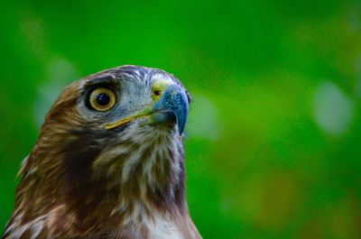 Close-up of eagle