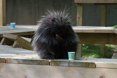 Porcupine eating