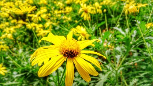 Close-up of yellow flower