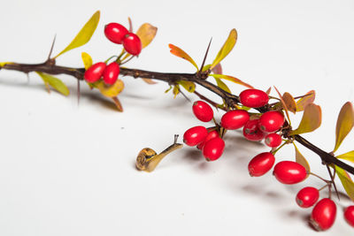 Close-up of cherries over white background