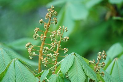 Close-up of flowering plant