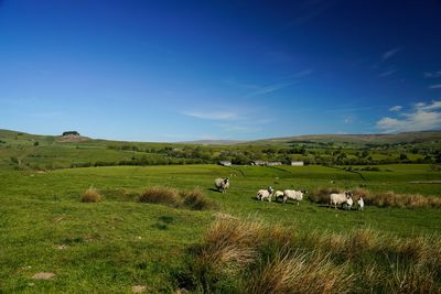 View of sheep on grassy field against blue sky