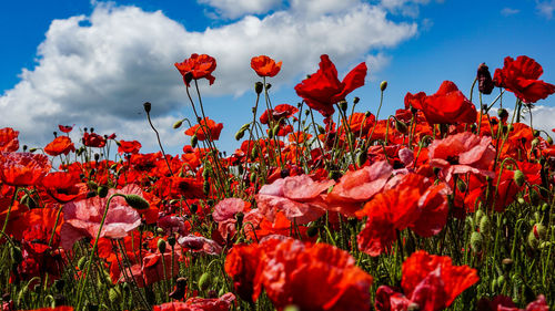 Close-up of red flowering plants on field against sky