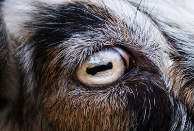 Close-up of a goat's eye