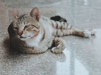 High angle view of cat resting on footpath