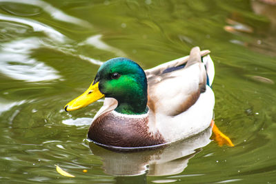 Close-up of mallard duck swimming in lake