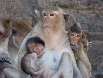 Close-up of female monkey with infants