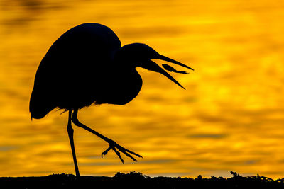 Silhouette bird on branch during sunset