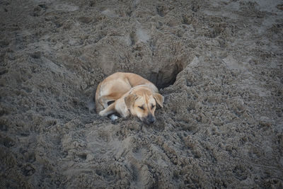 High angle view of dog sleeping on land