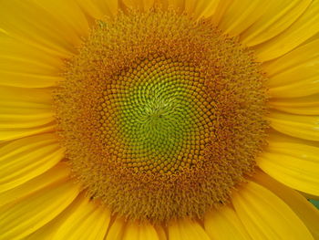 Full frame shot of sunflower blooming outdoors