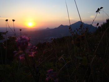 Scenic view of flowering plants on field against sky during sunset