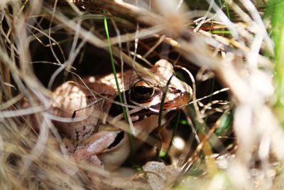 Close-up of snake