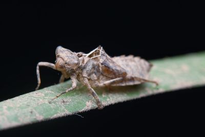 Close-up of insect on leaf at night