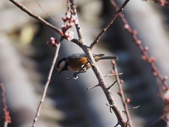 Close-up of bird perching on branch