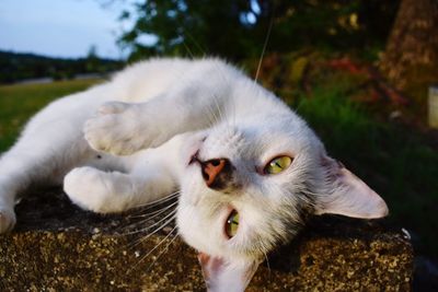 Close-up of white cat