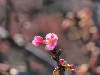 Close-up of pink flowers blooming outdoors