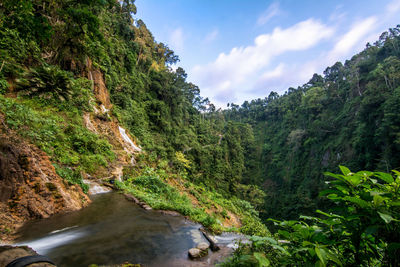 Scenic view of trees by river