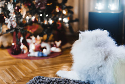 Close-up of cat on table at home