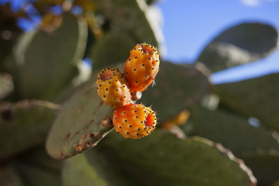 Close-up of green leaves