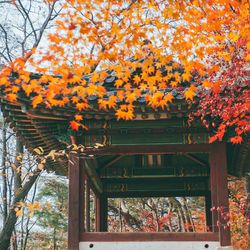 Scenic view of orange flowering tree by building during autumn