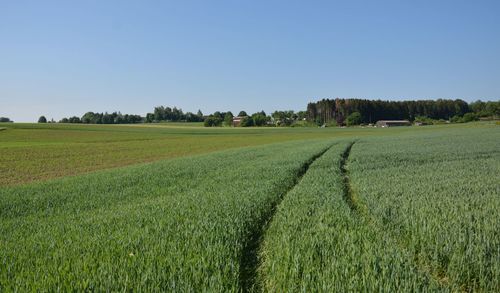 Scenic view of agricultural field against clear sky