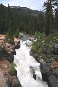 Scenic view of waterfall in forest