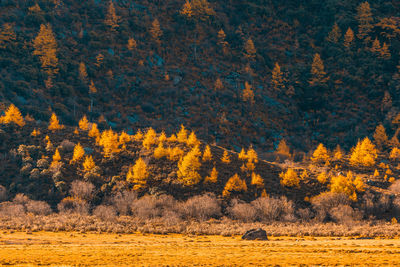 Trees on field