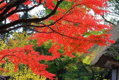 Low angle view of autumn tree against sky