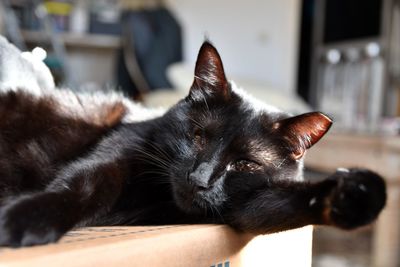 Close-up of black cat relaxing at home