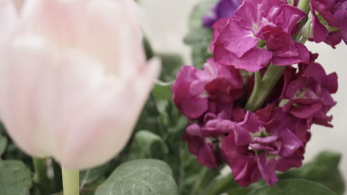 Close-up of pink flowers blooming outdoors