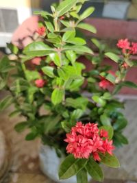 Close-up of pink flowering plant in pot