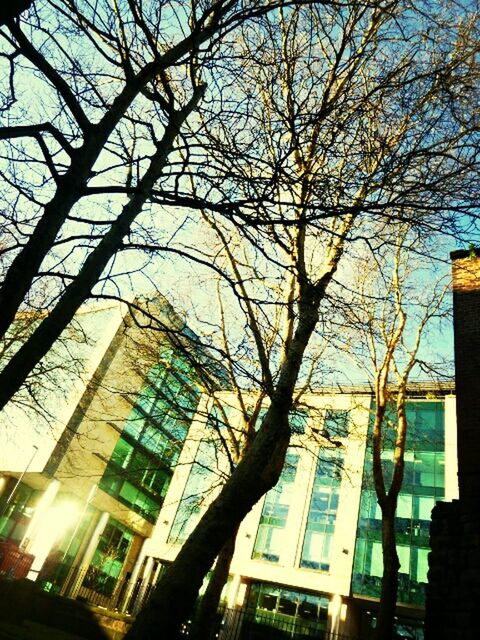 building exterior, architecture, built structure, low angle view, tree, branch, window, building, bare tree, city, residential building, sky, glass - material, residential structure, growth, office building, day, no people, outdoors, sunlight