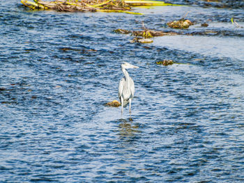 High angle view of gray heron perching on lake