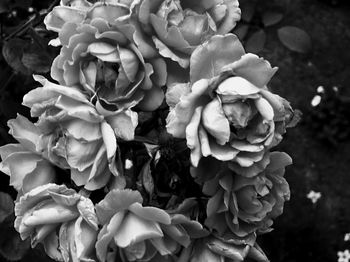 Close-up of roses blooming outdoors