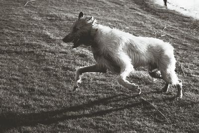 Dog sticking out tongue