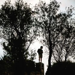 Low angle view of silhouette tree against sky