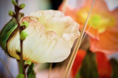 Close-up of white flowering plant